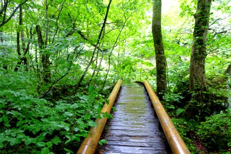 Trail - Oirase Mountain Stream - Towada, Aomori - DSC01134