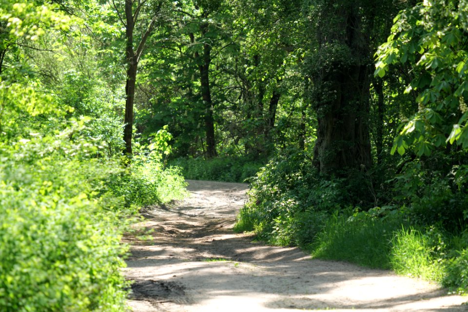 Track in Döberitzer Heide Ferbitzer Bruch 2020-05-08 13