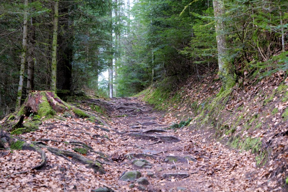 Trail along Sankenbach 2020-03-12 15