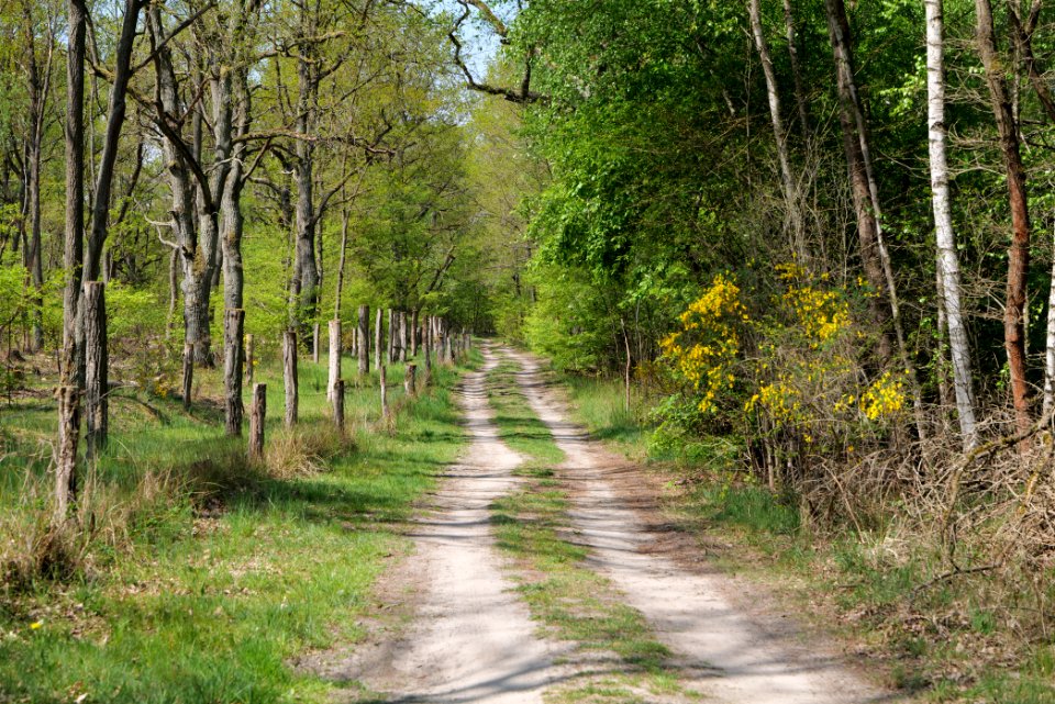 Track in Döberitzer Heide 2020-05-08 102