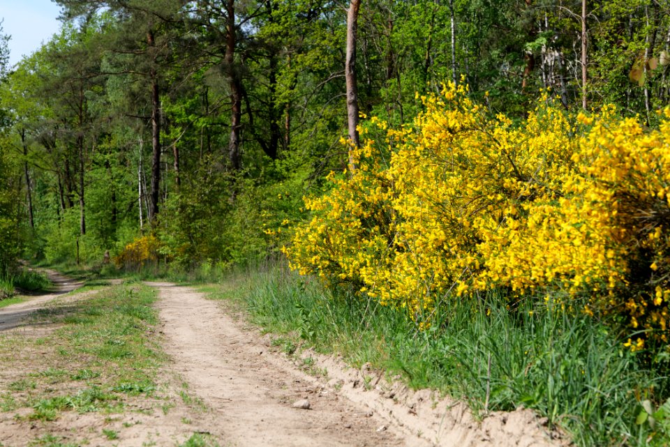 Track in Döberitzer Heide 2020-05-08 89