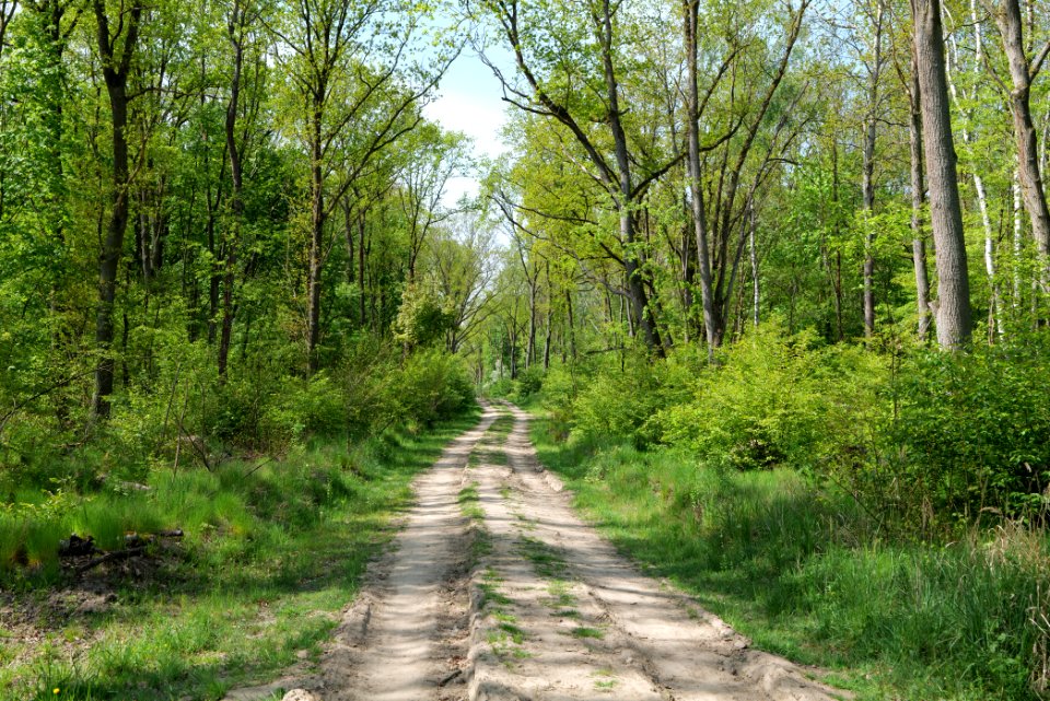 Track in Döberitzer Heide 2020-05-08 95