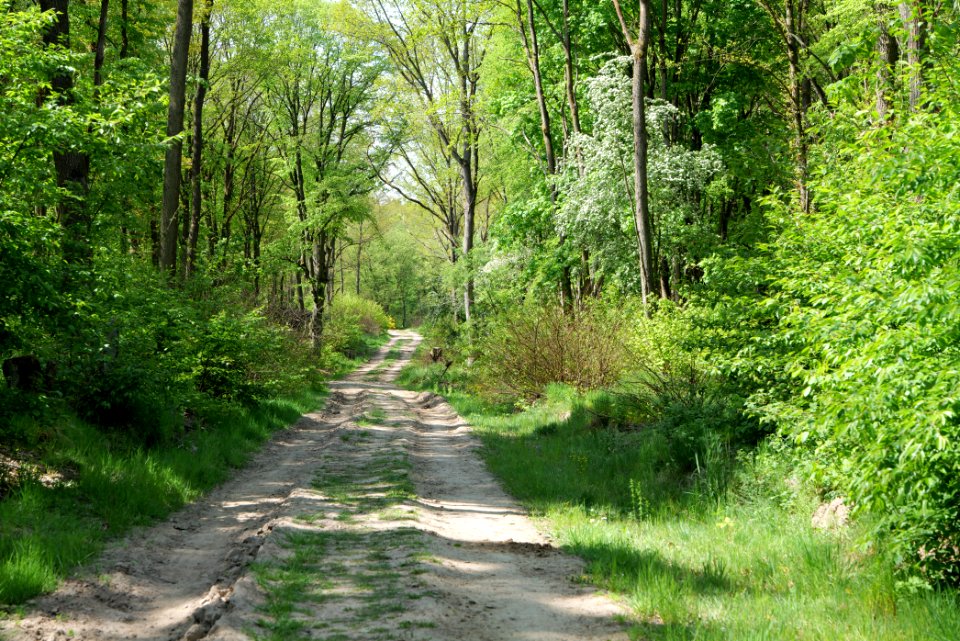 Track in Döberitzer Heide 2020-05-08 97