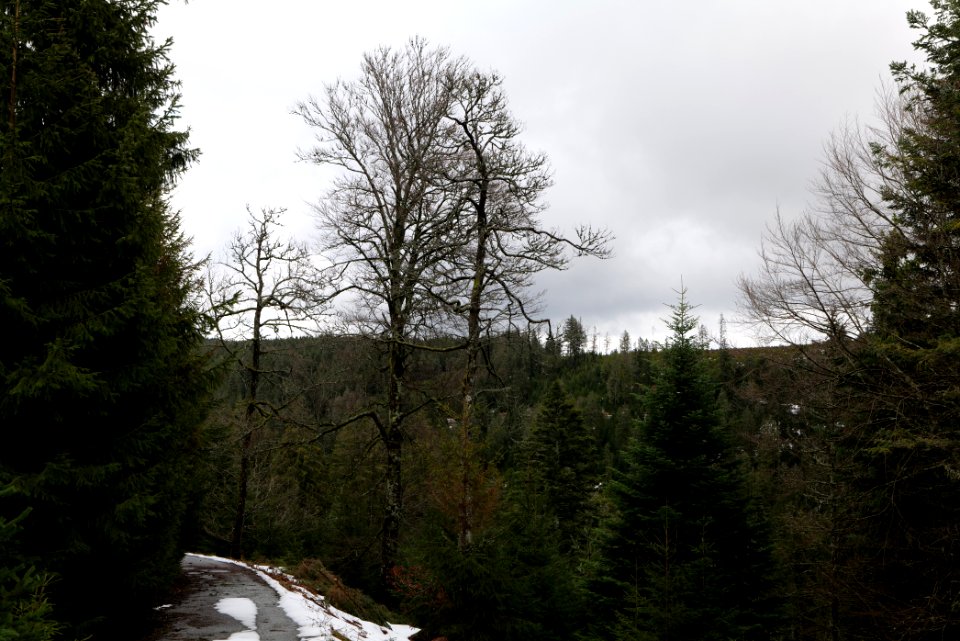 Track in Black Forest National Park Baiersbronn 2020-03-11 47