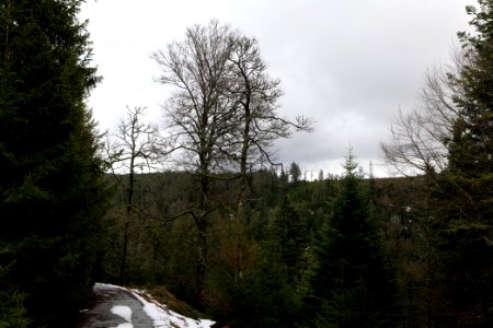Track in Black Forest National Park Baiersbronn 2020-03-11 47