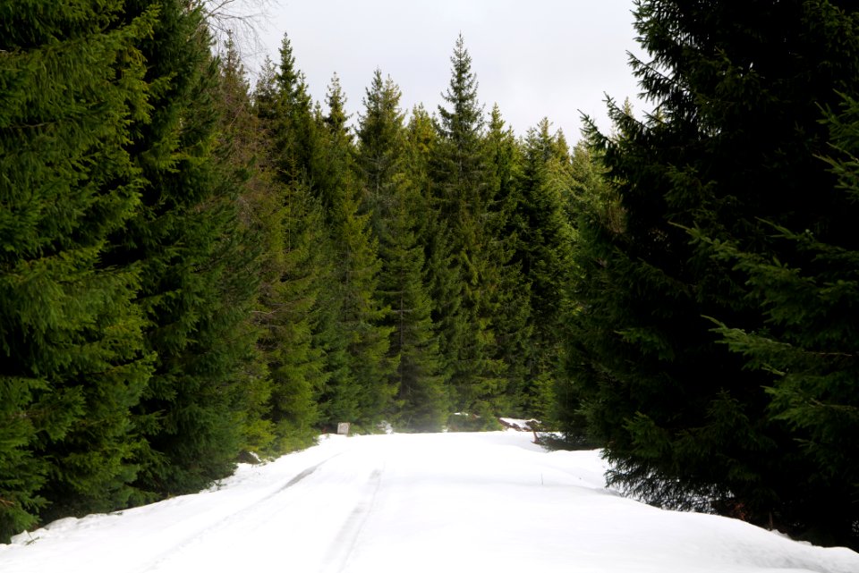 Track in Black Forest National Park Baiersbronn 2020-03-11 36
