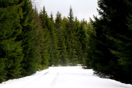 Track in Black Forest National Park Baiersbronn 2020-03-11 36