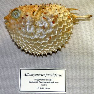 Tragulichthys jaculiferus (Cuvier, 1818)