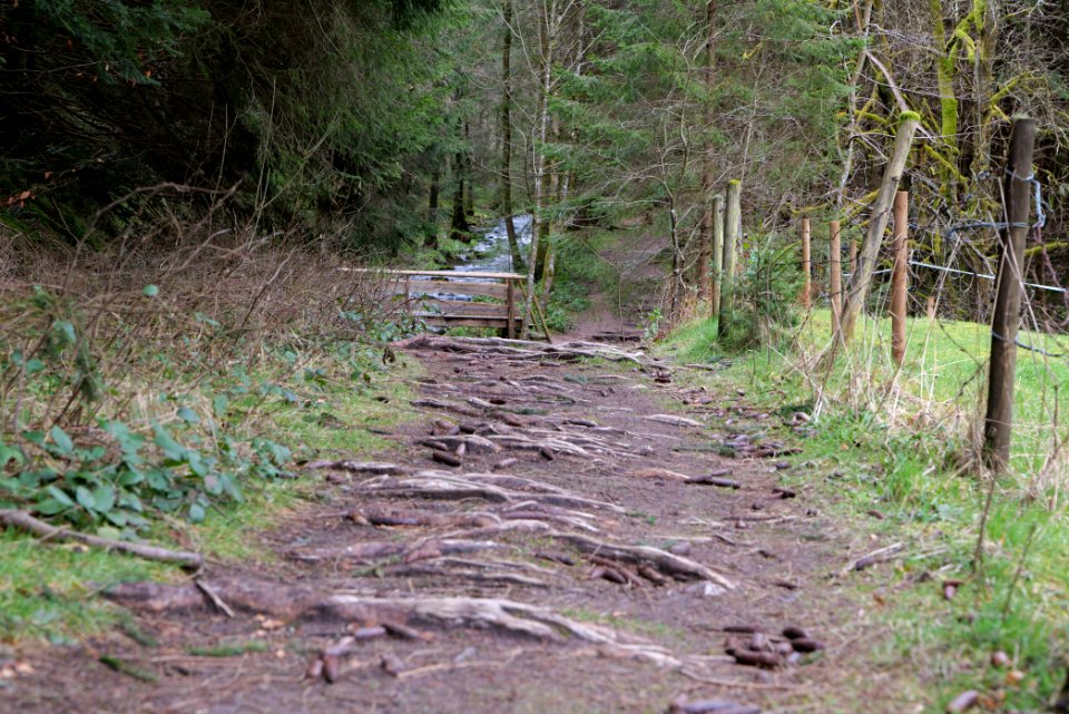 Trail along Sankenbach 2020-03-12 12