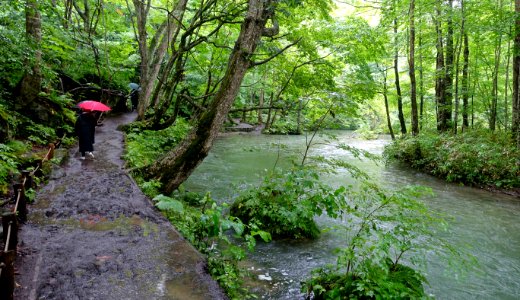 Trail - Oirase Mountain Stream - Towada, Aomori - DSC01015