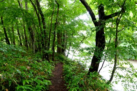 Trail - Oirase Mountain Stream - Towada, Aomori - DSC00859