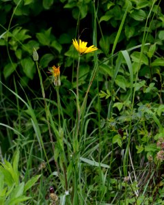 Tragopogon orientalis 01