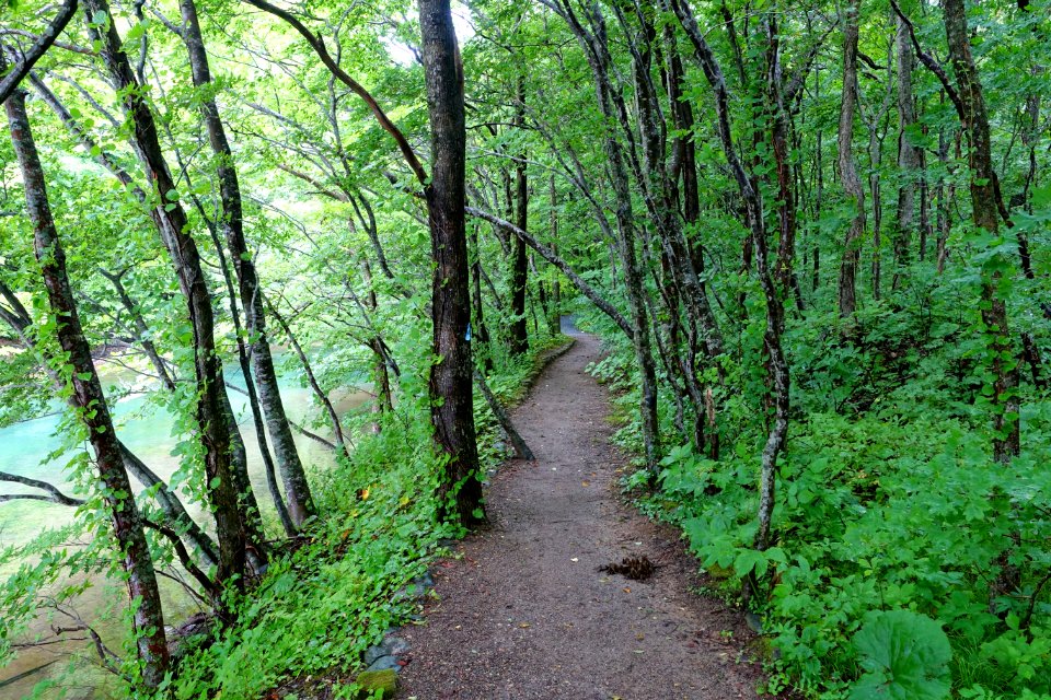 Trail - Oirase Mountain Stream - Towada, Aomori - DSC01052