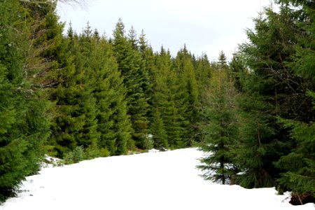 Track in Black Forest National Park Baiersbronn 2020-03-11 32