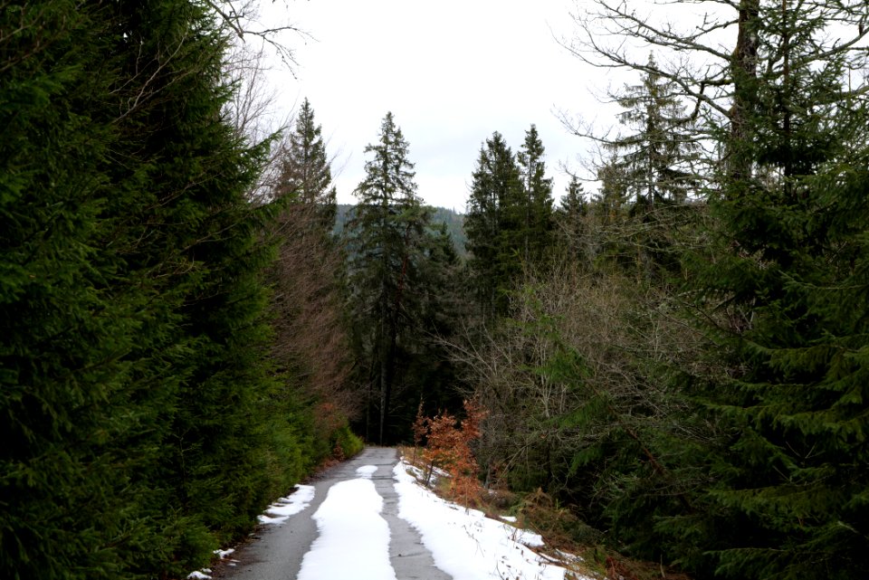 Track in Black Forest National Park Baiersbronn 2020-03-11 49