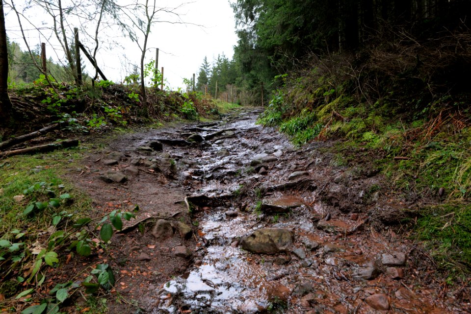 Trail along Sankenbach 2020-03-12 14