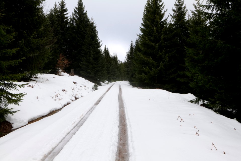 Track in Black Forest National Park Baiersbronn 2020-03-11 28