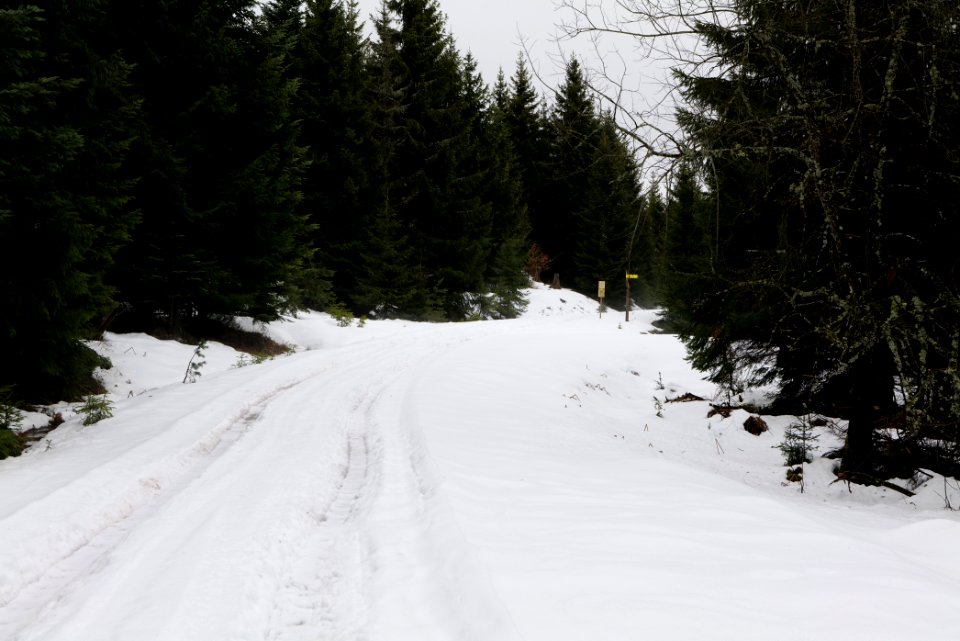 Track in Black Forest National Park Baiersbronn 2020-03-11 27