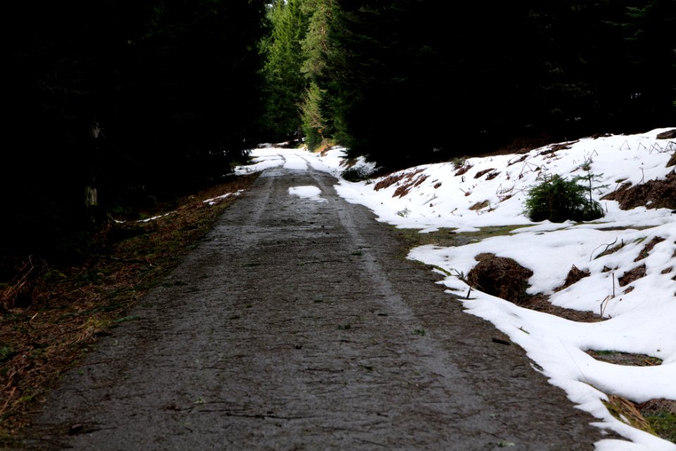 Track in Black Forest National Park Baiersbronn 2020-03-11 43