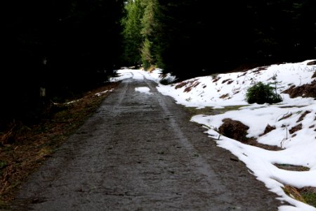 Track in Black Forest National Park Baiersbronn 2020-03-11 43