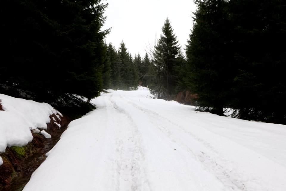 Track in Black Forest National Park Baiersbronn 2020-03-11 24