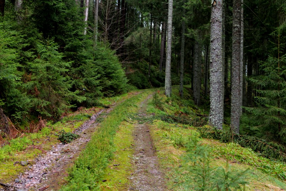 Track in Black Forest National Park Baiersbronn 2020-03-11 56