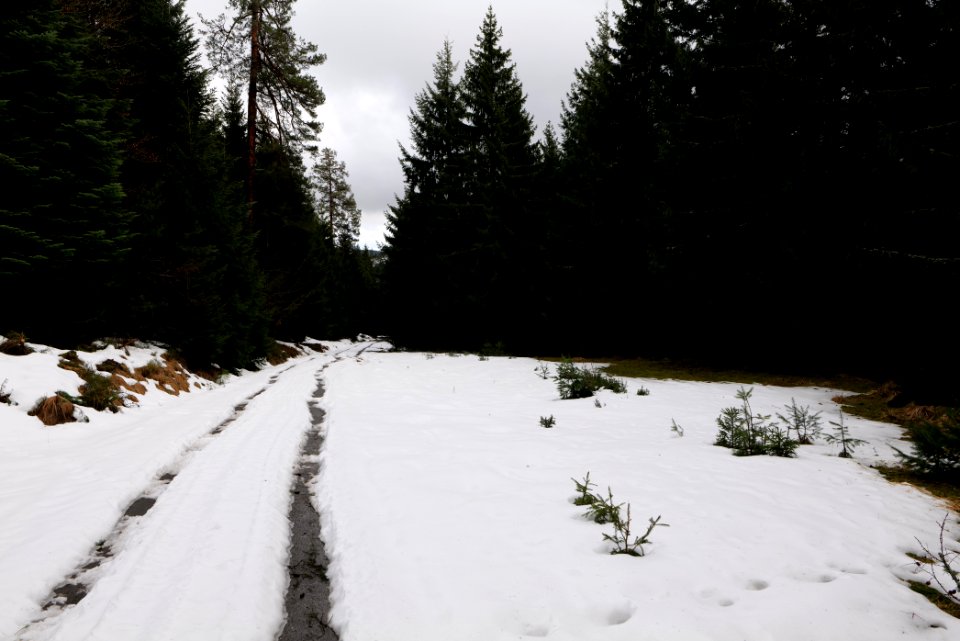 Track in Black Forest National Park Baiersbronn 2020-03-11 41