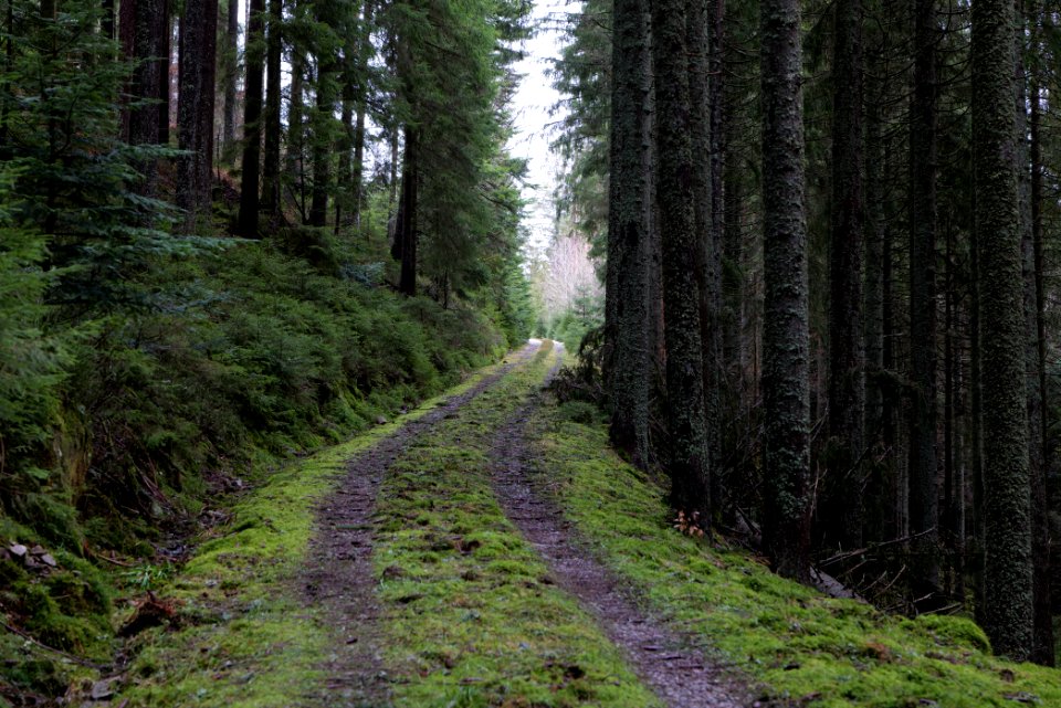 Track in Black Forest National Park Baiersbronn 2020-03-11 57