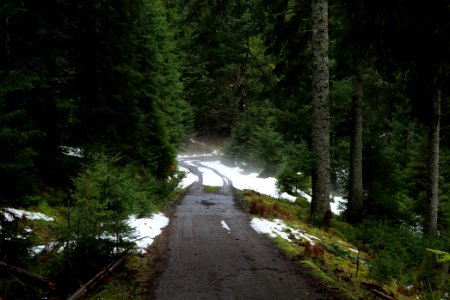 Track in Black Forest National Park Baiersbronn 2020-03-11 54