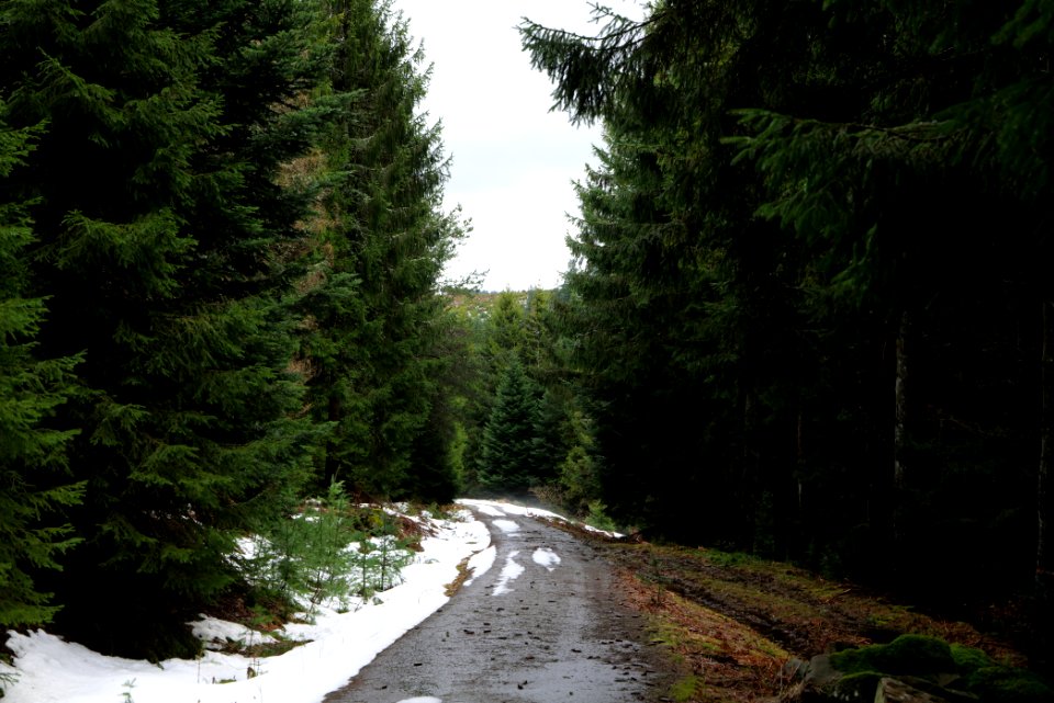 Track in Black Forest National Park Baiersbronn 2020-03-11 44