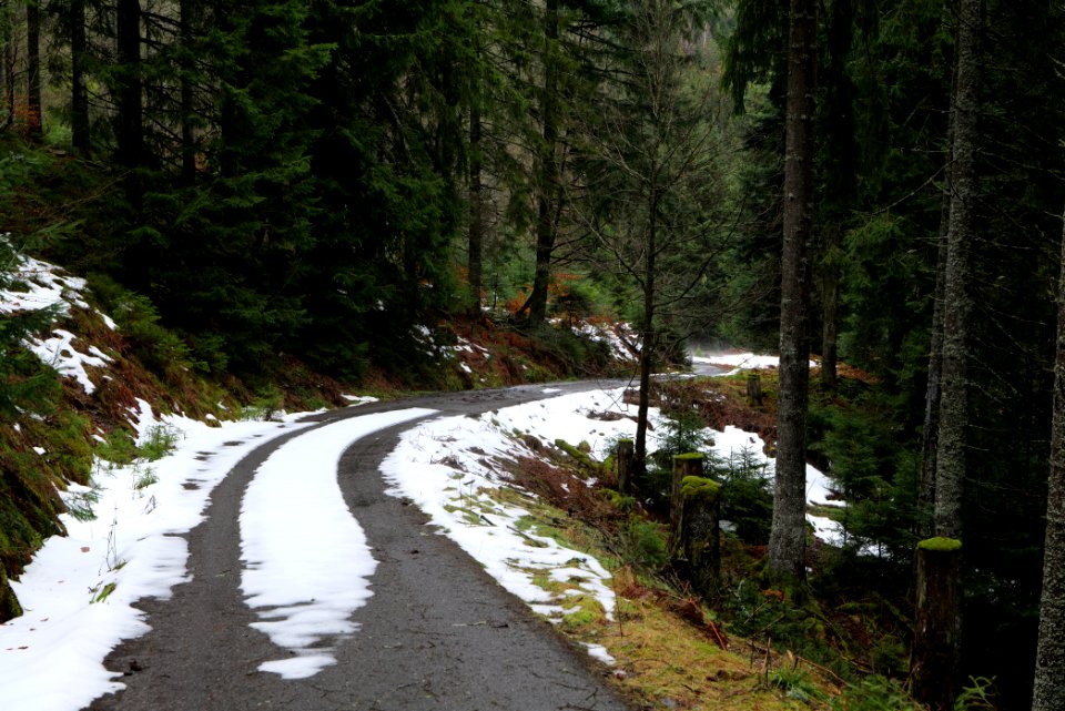 Track in Black Forest National Park Baiersbronn 2020-03-11 51