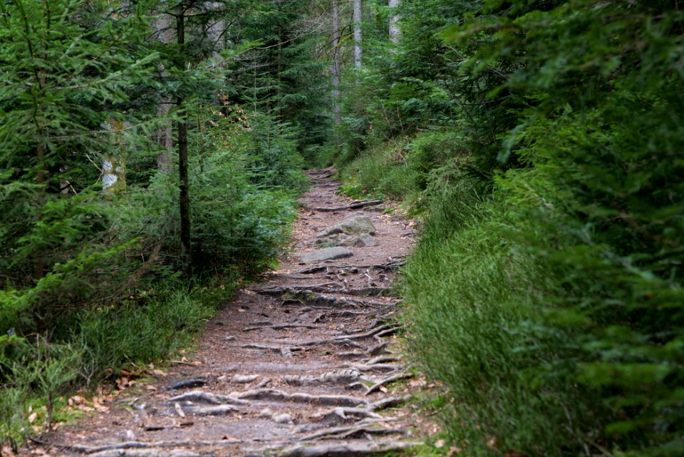 Trail along Sankenbach 2020-03-12 23