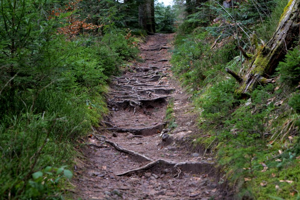 Trail along Sankenbach 2020-03-12 19