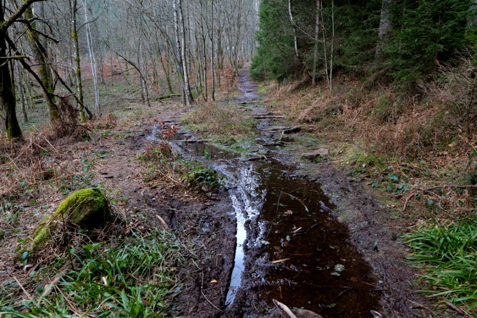 Trail along Sankenbach 2020-03-12 32