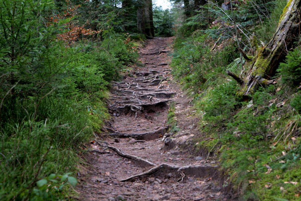 Trail along Sankenbach 2020-03-12 20
