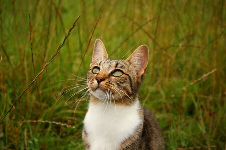 Mackerel tabby domestic cat young cat photo