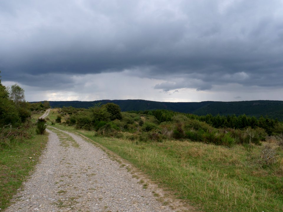 Trail at Dreiborner Hochfläche in September 2019 06