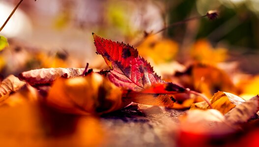 Leaf macro closeup photo