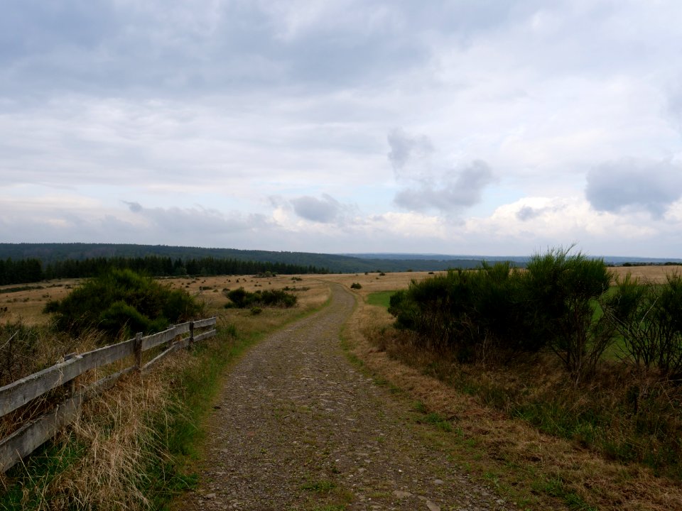 Trail at Dreiborner Hochfläche between Müsauelsberg and Leykaul in September 2019 01
