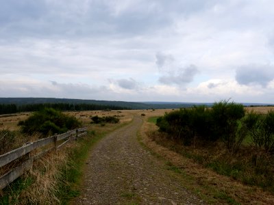 Trail at Dreiborner Hochfläche between Müsauelsberg and Leykaul in September 2019 01