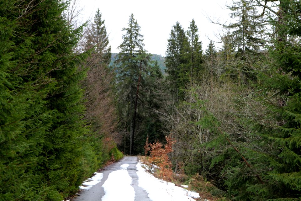 Track in Black Forest National Park Baiersbronn 2020-03-11 48