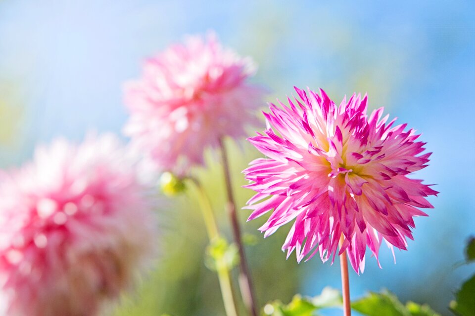 Pink flowers nature spring