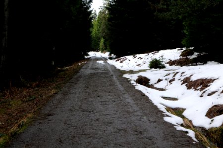 Track in Black Forest National Park Baiersbronn 2020-03-11 42