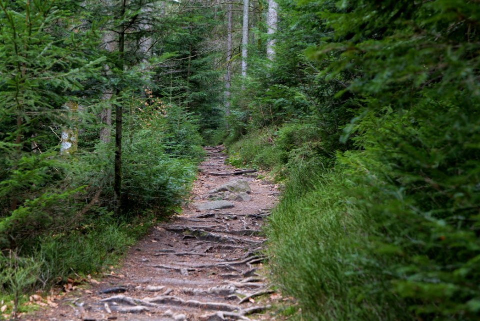 Trail along Sankenbach 2020-03-12 27