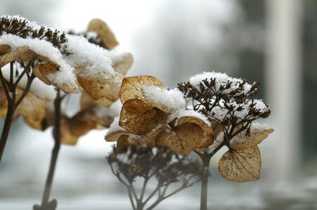 Snow cold grizzled