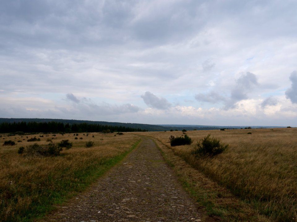 Trail at Dreiborner Hochfläche between Müsauelsberg and Leykaul in September 2019 03