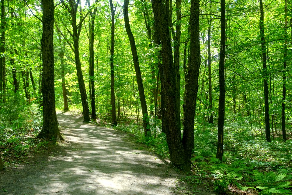 Trail - Doyle Community Park & Center - Leominster, Massachusetts - DSC06378