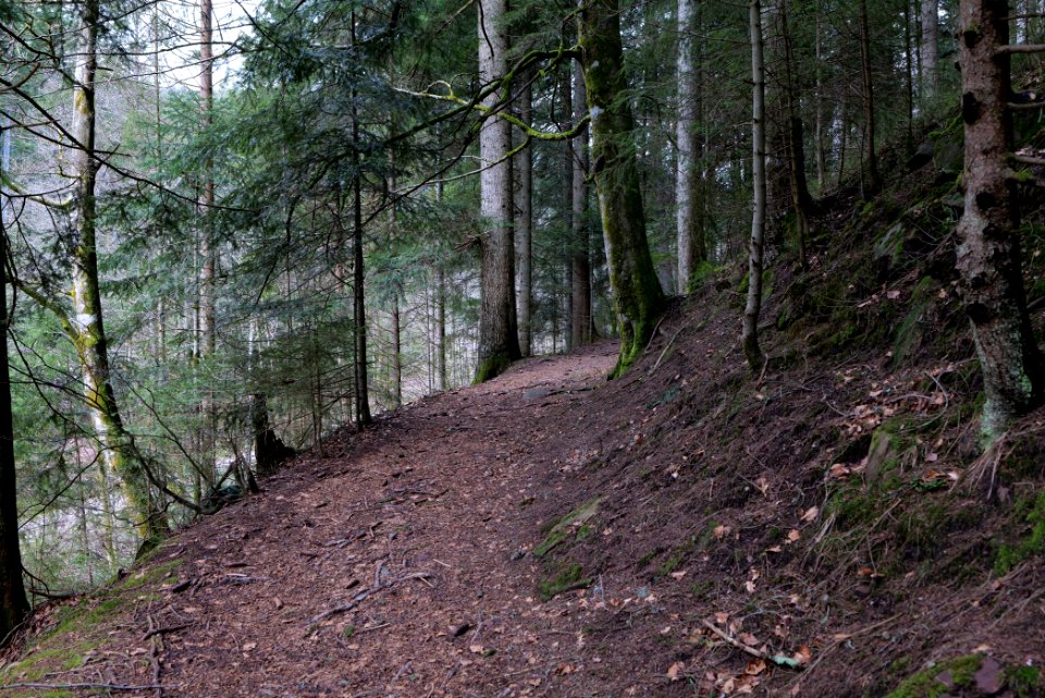 Trail along Sankenbach 2020-03-12 31