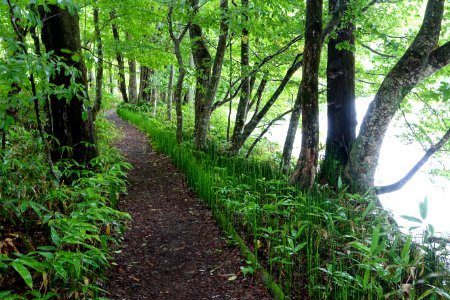 Trail - Oirase Mountain Stream - Towada, Aomori - DSC00861