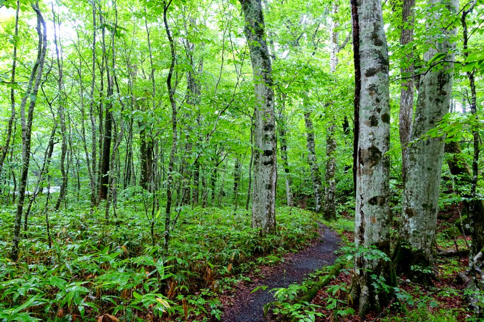 Trail - Oirase Mountain Stream - Towada, Aomori - DSC00895